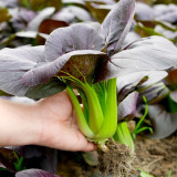 Purple Bok Choy Seeds – F1 Hybrid, Vigorous Growth, Bolt Tolerant & High Yield for Home & Farm