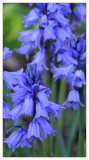 Spanish Bluebell (Wood Hyacinth) Flower Bulbs – Perennial Spring Blooms, Sun/Part Shade, Easy to Grow