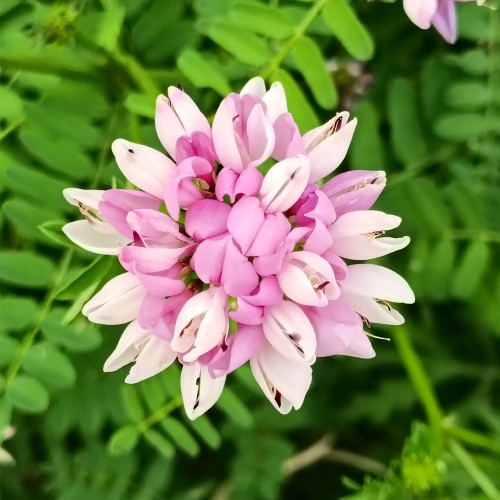 Crown Vetch Seeds | Securigera varia, Pink White Flower Perennial Ground Cover for Erosion Control & Landscaping