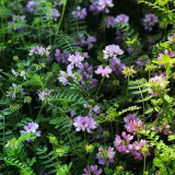 Crown Vetch Seeds | Securigera varia, Pink White Flower Perennial Ground Cover for Erosion Control & Landscaping