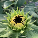 White Lover Sunflower Seeds – High-quality variety, easy to grow, long blooming period, ideal choice for gardeners