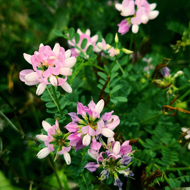Crown Vetch Seeds | Securigera varia, Pink White Flower Perennial Ground Cover for Erosion Control & Landscaping