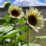 White Lover Sunflower Seeds – High-quality variety, easy to grow, long blooming period, ideal choice for gardeners