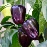Shouhe Amethyst Sweet Pepper Seeds – Hybrid variety, high yield, easy to grow, strong disease resistance, excellent flavor