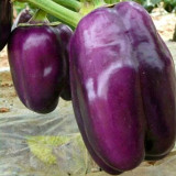 Shouhe Amethyst Sweet Pepper Seeds – Hybrid variety, high yield, easy to grow, strong disease resistance, excellent flavor