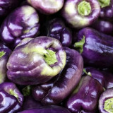 Shouhe Amethyst Sweet Pepper Seeds – Hybrid variety, high yield, easy to grow, strong disease resistance, excellent flavor