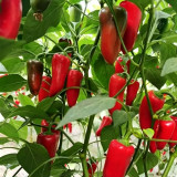 Mixed Color Fruit Pepper Seeds – Specialty fruit-type variety, high yield, easy to grow, excellent flavor