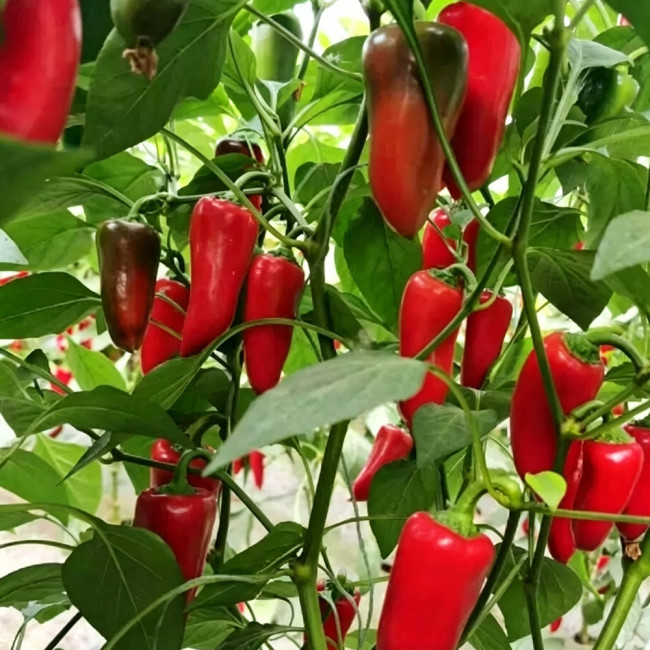 Mixed Color Fruit Pepper Seeds – Specialty fruit-type variety, high yield, easy to grow, excellent flavor
