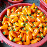 Mixed Color Fruit Pepper Seeds – Specialty fruit-type variety, high yield, easy to grow, excellent flavor