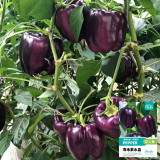 Shouhe Amethyst Sweet Pepper Seeds – Hybrid variety, high yield, easy to grow, strong disease resistance, excellent flavor