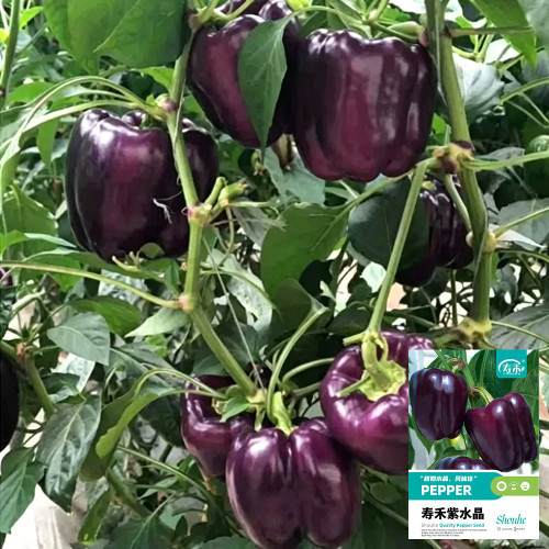 Shouhe Amethyst Sweet Pepper Seeds – Hybrid variety, high yield, easy to grow, strong disease resistance, excellent flavor