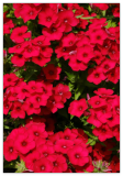 Red Scarlet Phlox Drummondii Seeds, Annual Garden Flower