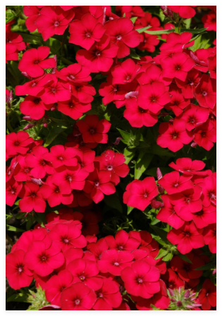 Red Scarlet Phlox Drummondii Seeds, Annual Garden Flower
