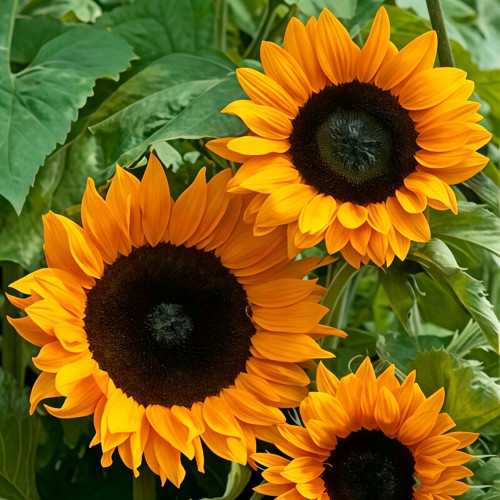 Copper Queen Sunflower Seeds – Multi-stemmed variety, easy to grow and manage, long blooming period, high ornamental value