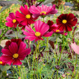 Evening Gown Red Cosmos Seeds – Easy-Care Annual, Upright & Branching, Drought-Tolerant for Borders & Pots