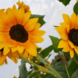 Copper Queen Sunflower Seeds – Multi-stemmed variety, easy to grow and manage, long blooming period, high ornamental value