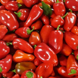 Mixed Color Fruit Pepper Seeds – Specialty fruit-type variety, high yield, easy to grow, excellent flavor