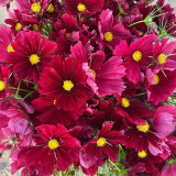 Evening Gown Red Cosmos Seeds – Easy-Care Annual, Upright & Branching, Drought-Tolerant for Borders & Pots