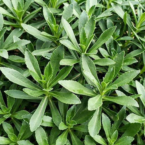 Heart-nourishing Vegetable Seeds – Easy to grow, fast growing, high survival rate, edible, and can be made into herbal tea