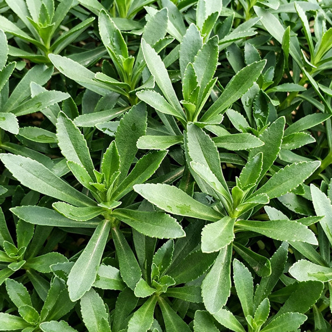 Heart-nourishing Vegetable Seeds – Easy to grow, fast growing, high survival rate, edible, and can be made into herbal tea