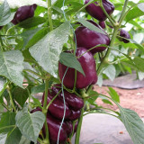 Shouhe Amethyst Sweet Pepper Seeds – Hybrid variety, high yield, easy to grow, strong disease resistance, excellent flavor