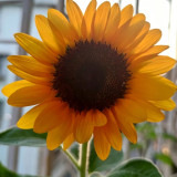Copper Queen Sunflower Seeds – Multi-stemmed variety, easy to grow and manage, long blooming period, high ornamental value