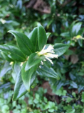 Sweet Box Sarcococca Ruscifolia Seeds – Highly Fragrant Winter Bloom