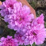 Double Pink Cosmos Seeds – Pink Fully Double Blooms, Peony-Like Annual Flower for Garden & Cut Blooms