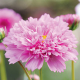 Double Pink Cosmos Seeds – Pink Fully Double Blooms, Peony-Like Annual Flower for Garden & Cut Blooms