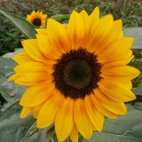 Copper Queen Sunflower Seeds – Multi-stemmed variety, easy to grow and manage, long blooming period, high ornamental value