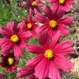 Evening Gown Red Cosmos Seeds – Easy-Care Annual, Upright & Branching, Drought-Tolerant for Borders & Pots