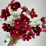 Evening Gown Red Cosmos Seeds – Easy-Care Annual, Upright & Branching, Drought-Tolerant for Borders & Pots