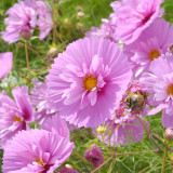 Pink Double Petal Cupcake Cosmos Seeds | Cupcake-Shaped Blooms, Easy to Grow, Full Sun, Beginner Friendly