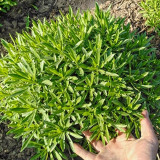 Heart-nourishing Vegetable Seeds – Easy to grow, fast growing, high survival rate, edible, and can be made into herbal tea