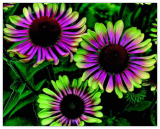 Green Twister Coneflower Seeds – Echinacea purpurea 'Green Twister', Non-GMO, Bicolor Green Pink, Perennial