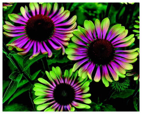 Green Twister Coneflower Seeds – Echinacea purpurea 'Green Twister', Non-GMO, Bicolor Green Pink, Perennial