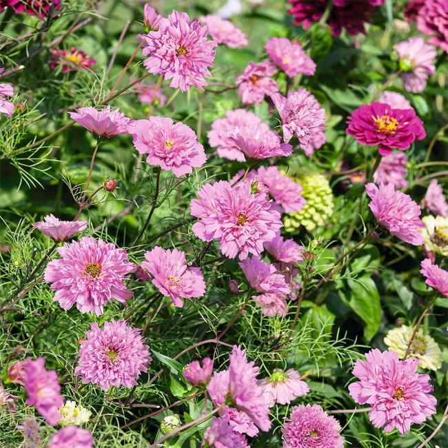 Double Pink Cosmos Seeds – Pink Fully Double Blooms, Peony-Like Annual Flower for Garden & Cut Blooms