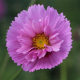 Pink Double Petal Cupcake Cosmos Seeds | Cupcake-Shaped Blooms, Easy to Grow, Full Sun, Beginner Friendly