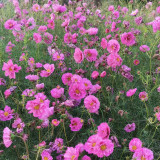 Pink Double Petal Cupcake Cosmos Seeds | Cupcake-Shaped Blooms, Easy to Grow, Full Sun, Beginner Friendly