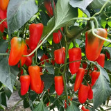 Mixed Color Fruit Pepper Seeds – Specialty fruit-type variety, high yield, easy to grow, excellent flavor