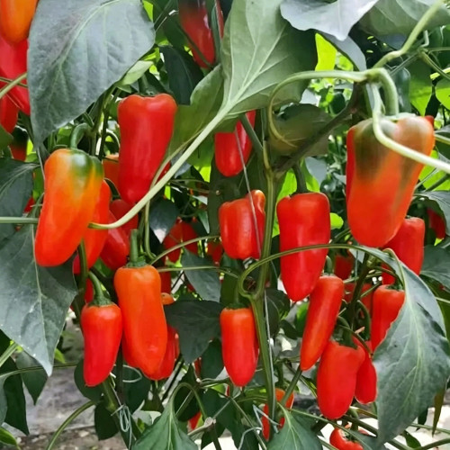 Mixed Color Fruit Pepper Seeds – Specialty fruit-type variety, high yield, easy to grow, excellent flavor