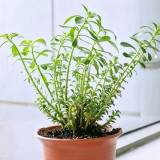 Heart-nourishing Vegetable Seeds – Easy to grow, fast growing, high survival rate, edible, and can be made into herbal tea