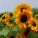 Copper Queen Sunflower Seeds – Multi-stemmed variety, easy to grow and manage, long blooming period, high ornamental value