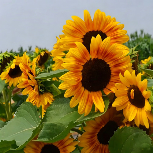 Copper Queen Sunflower Seeds – Multi-stemmed variety, easy to grow and manage, long blooming period, high ornamental value