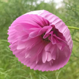 Pink Double Petal Cupcake Cosmos Seeds | Cupcake-Shaped Blooms, Easy to Grow, Full Sun, Beginner Friendly