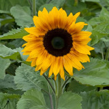 Copper Queen Sunflower Seeds – Multi-stemmed variety, easy to grow and manage, long blooming period, high ornamental value