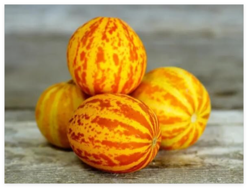 Victorian Pocket Melon Seeds, Cucumis melo var. dudaim, Plum Granny Fragrant Melon