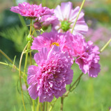 Double Pink Cosmos Seeds – Pink Fully Double Blooms, Peony-Like Annual Flower for Garden & Cut Blooms