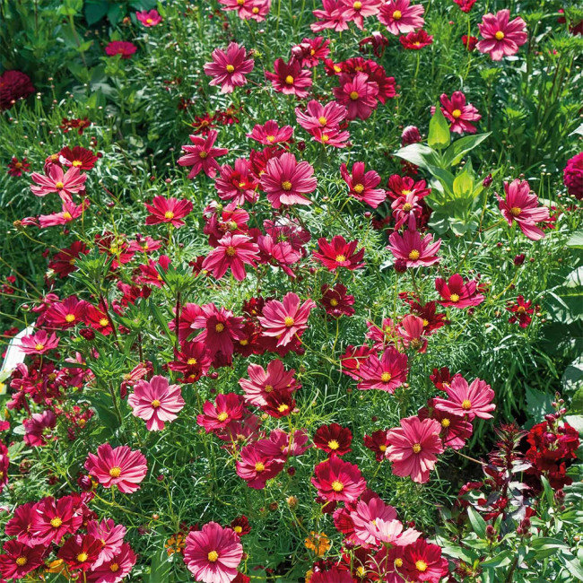 Evening Gown Red Cosmos Seeds – Easy-Care Annual, Upright & Branching, Drought-Tolerant for Borders & Pots