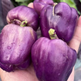 Shouhe Amethyst Sweet Pepper Seeds – Hybrid variety, high yield, easy to grow, strong disease resistance, excellent flavor